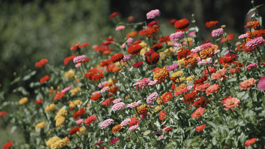 Blooms of Color: A Guide to Growing Zinnias