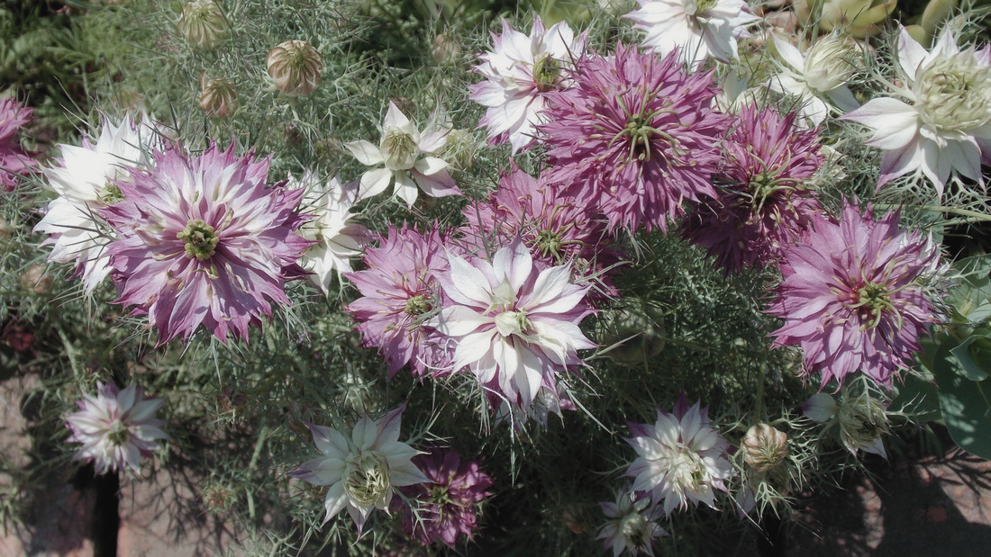 Nigella Damascena, Mulberry Rose 'Love In A Mist' in full bloom with vibrant petals and delicate foliage.