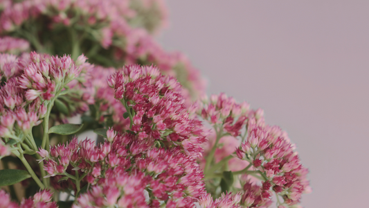 Growing Sedum