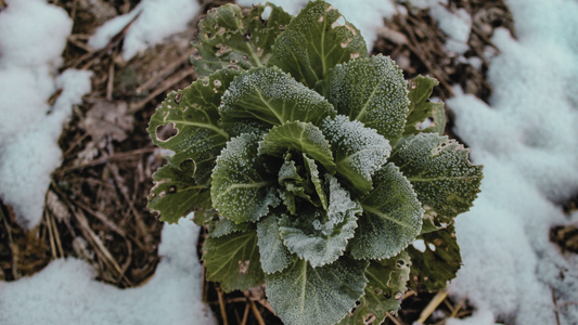 Exclusive Finds: Frost-Hardy Plants You Won't Find in Big-Box Stores