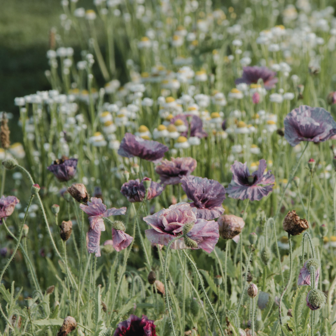 Vibrant Flowers for Every Season
