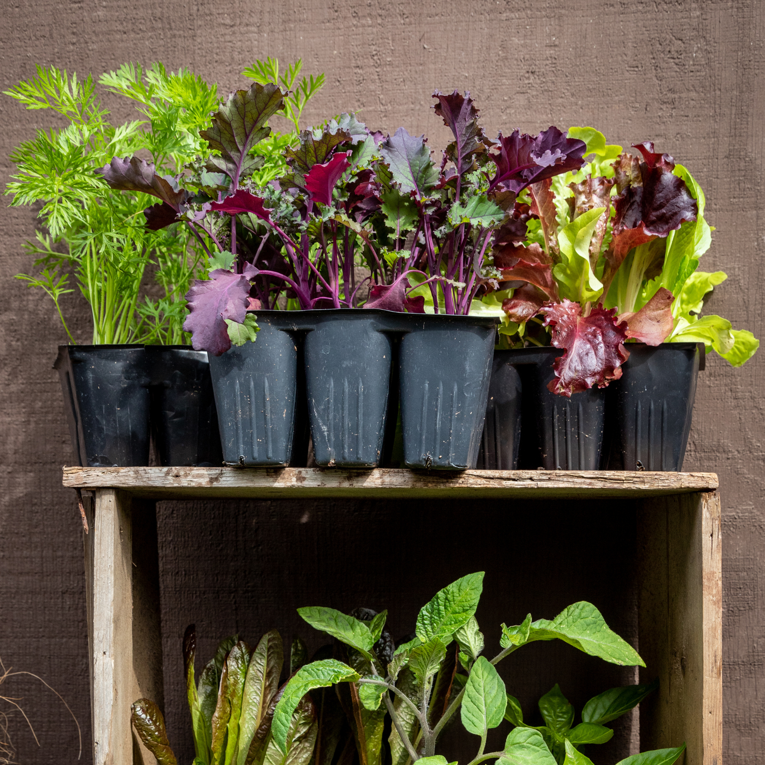 Plant Starts & Nursery Pots