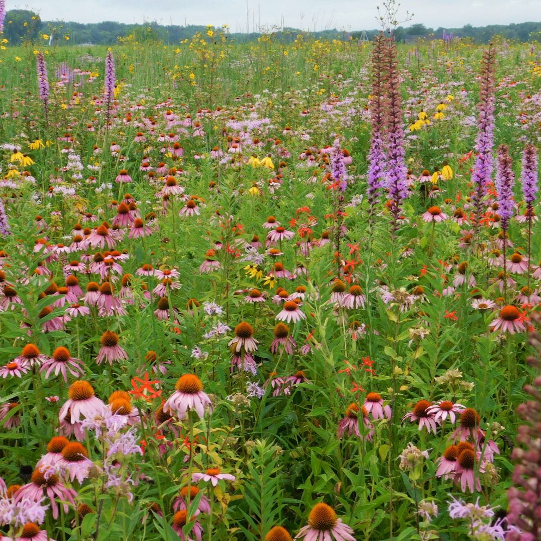 Locally Grown Natives