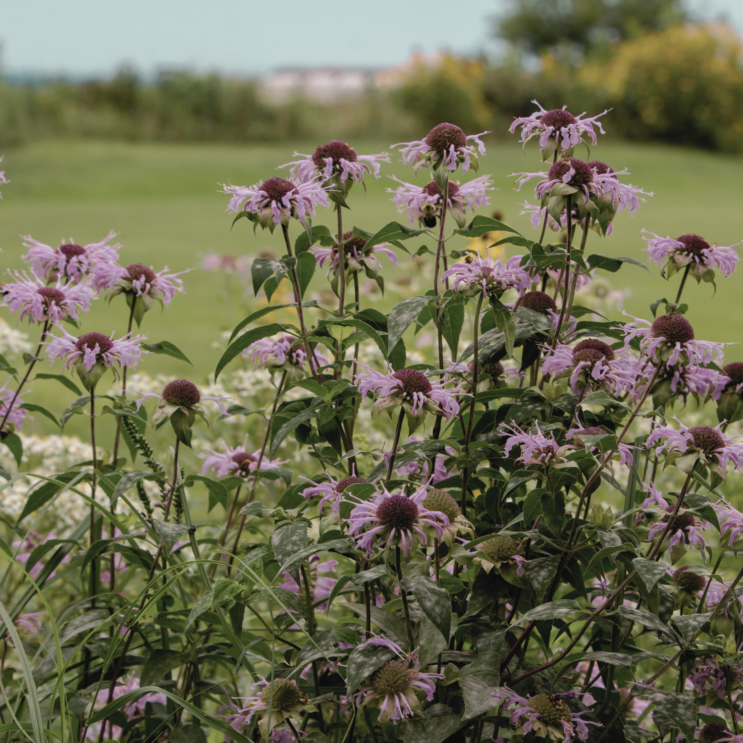 Timeless Perennials