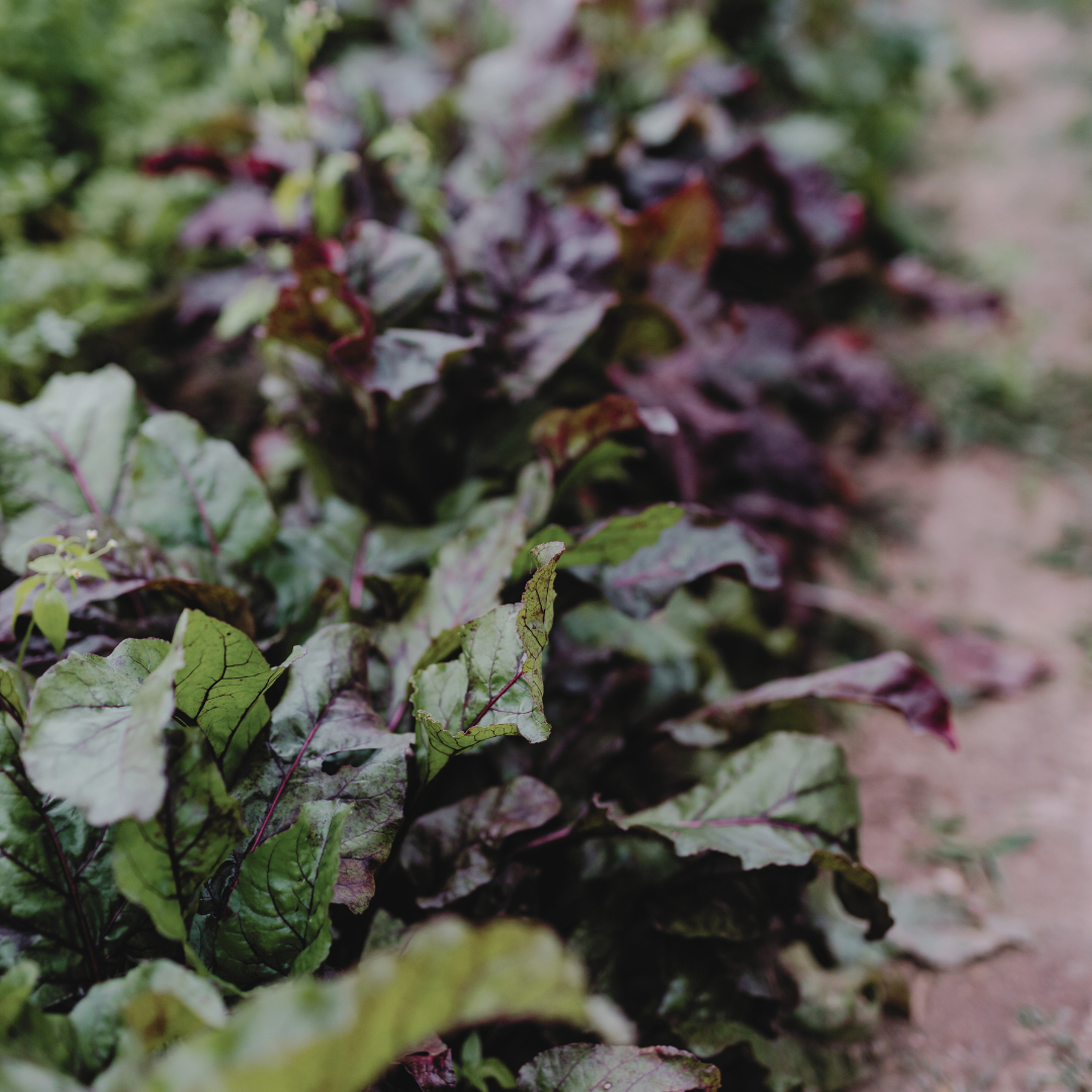 Vegetable Collection