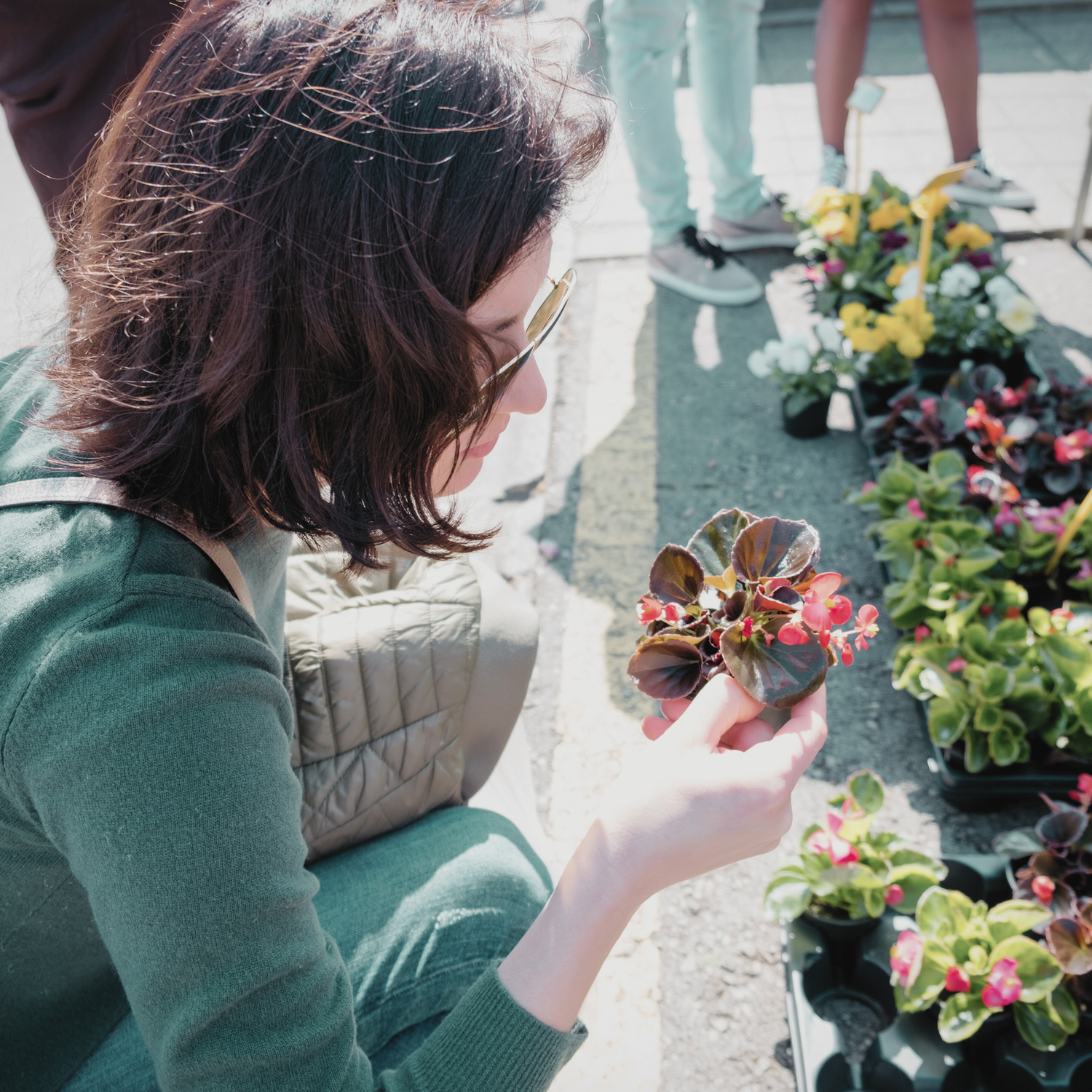 Live plants for sale by Nevermore Nursery.