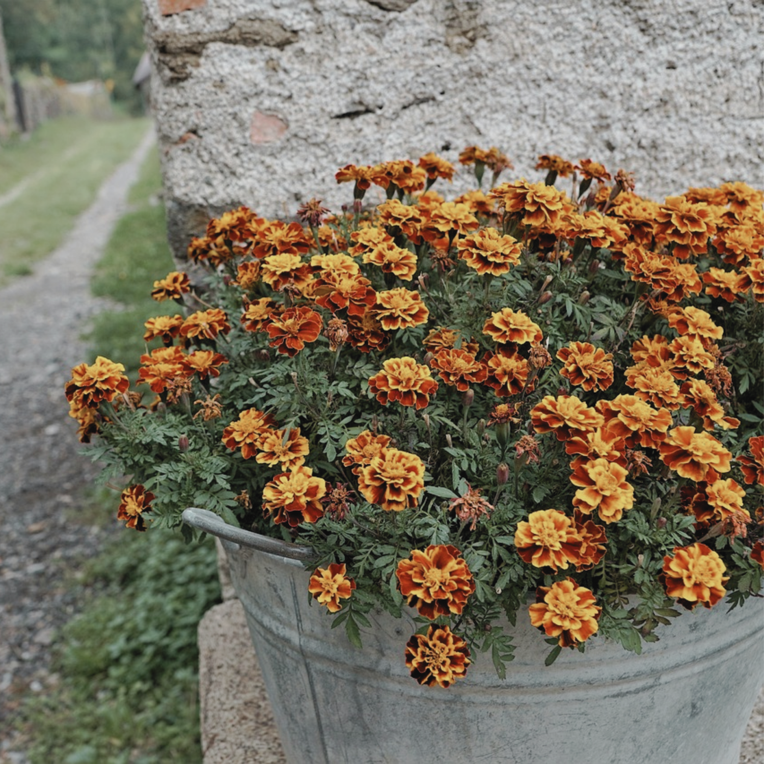 Annuals for Every Garden