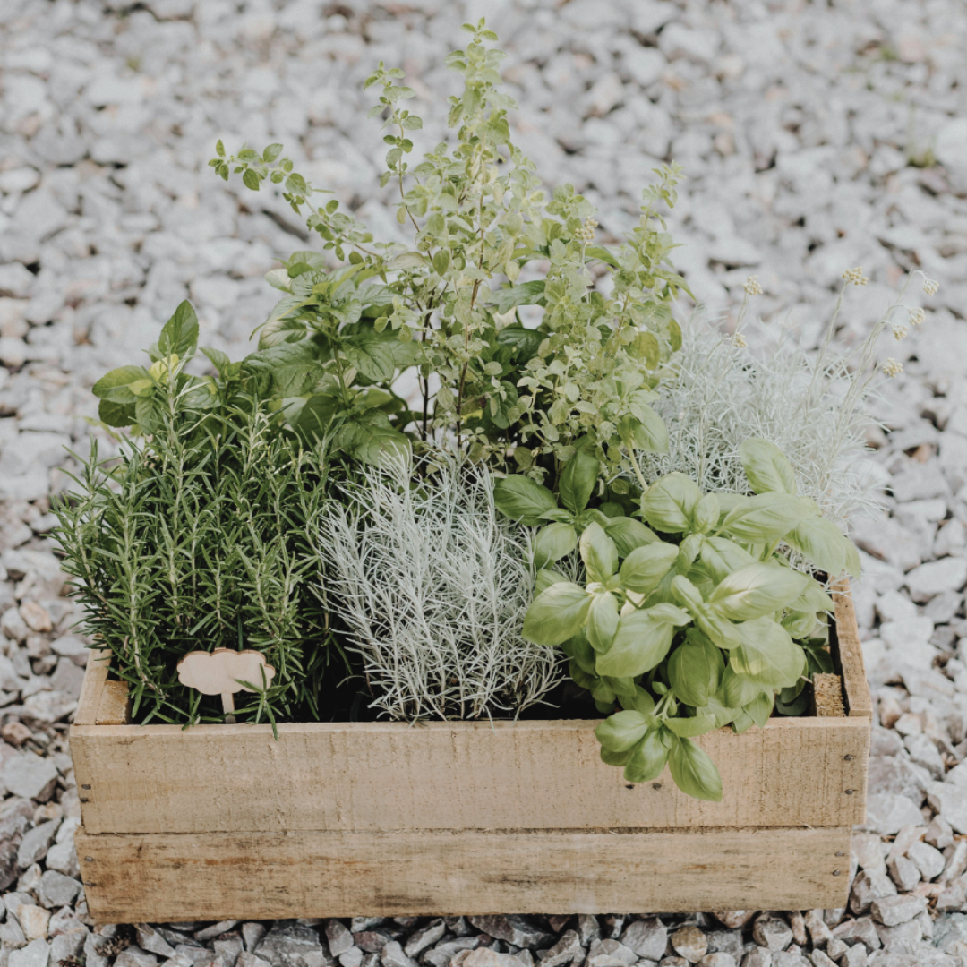 Grow Your Own Herbs