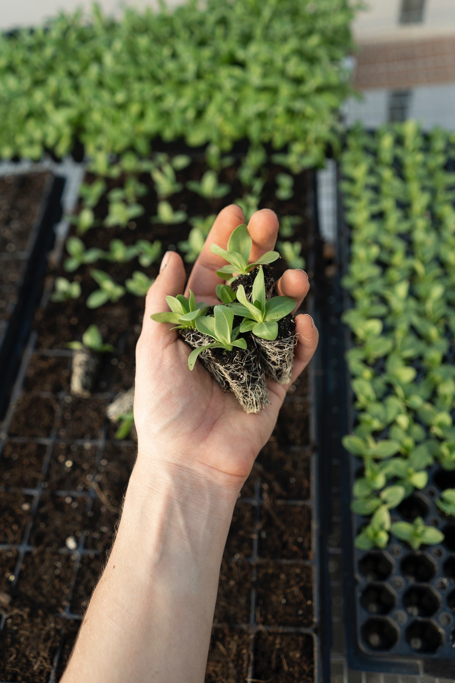 Nevermore Nursery Plant CSA Subscription Box Plants on Display