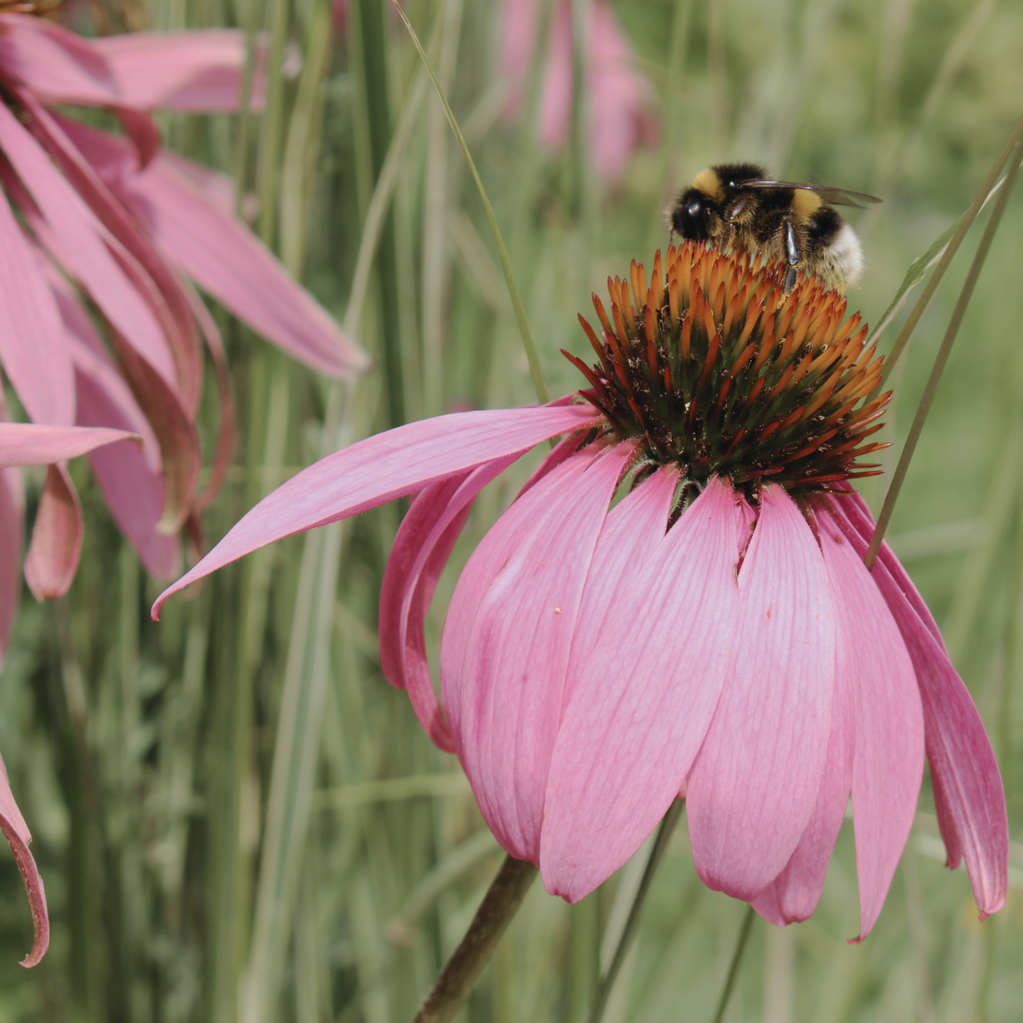 Echinacea 'Purple' Seed