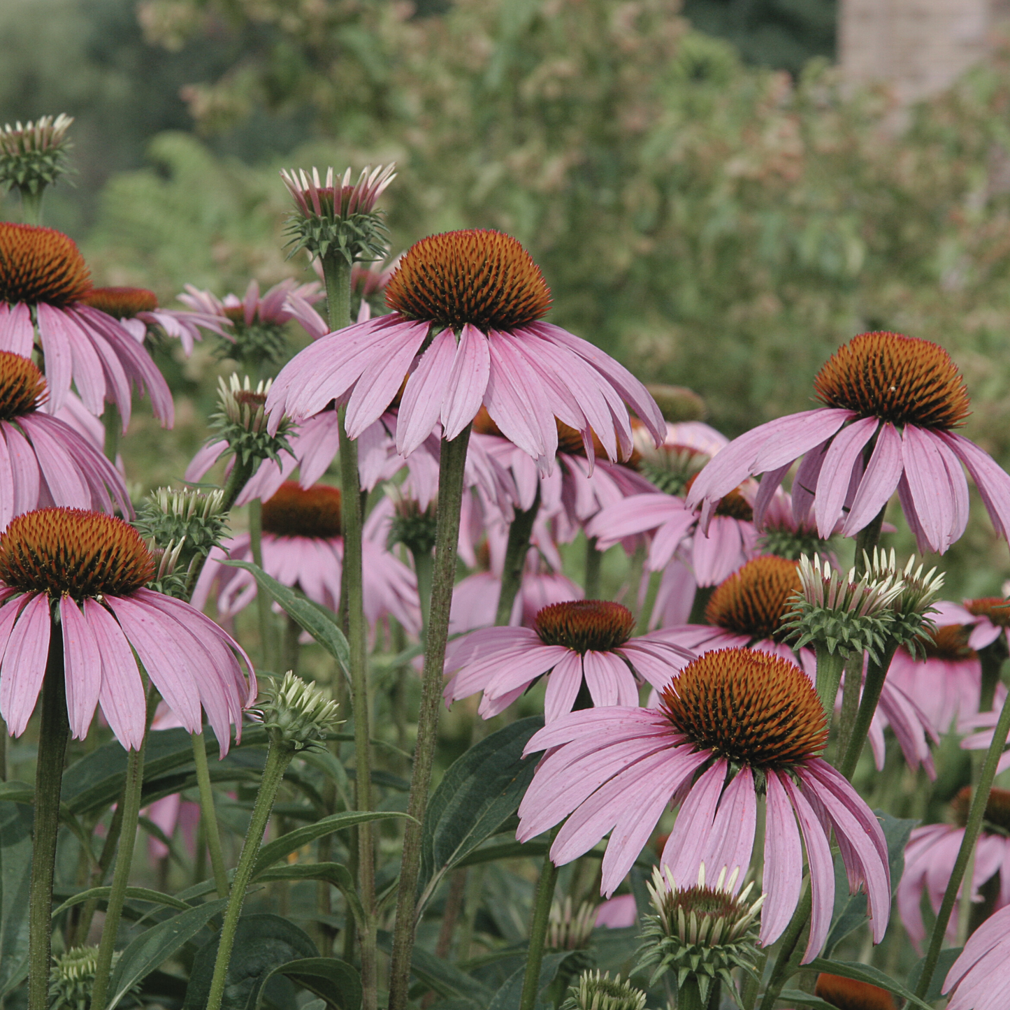 Echinacea 'Purple' Seed