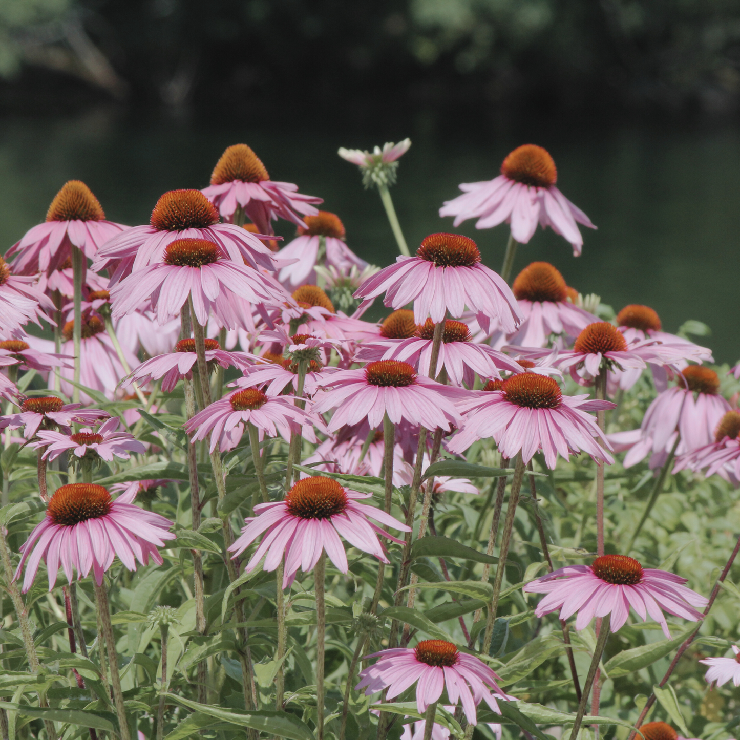 Echinacea 'Purple' Seed