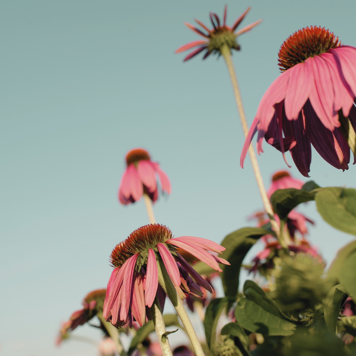 Echinacea 'Purple' Seed