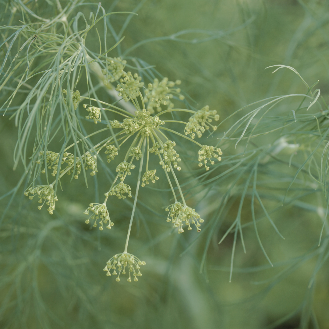 Dill 'Bouquet' Seed