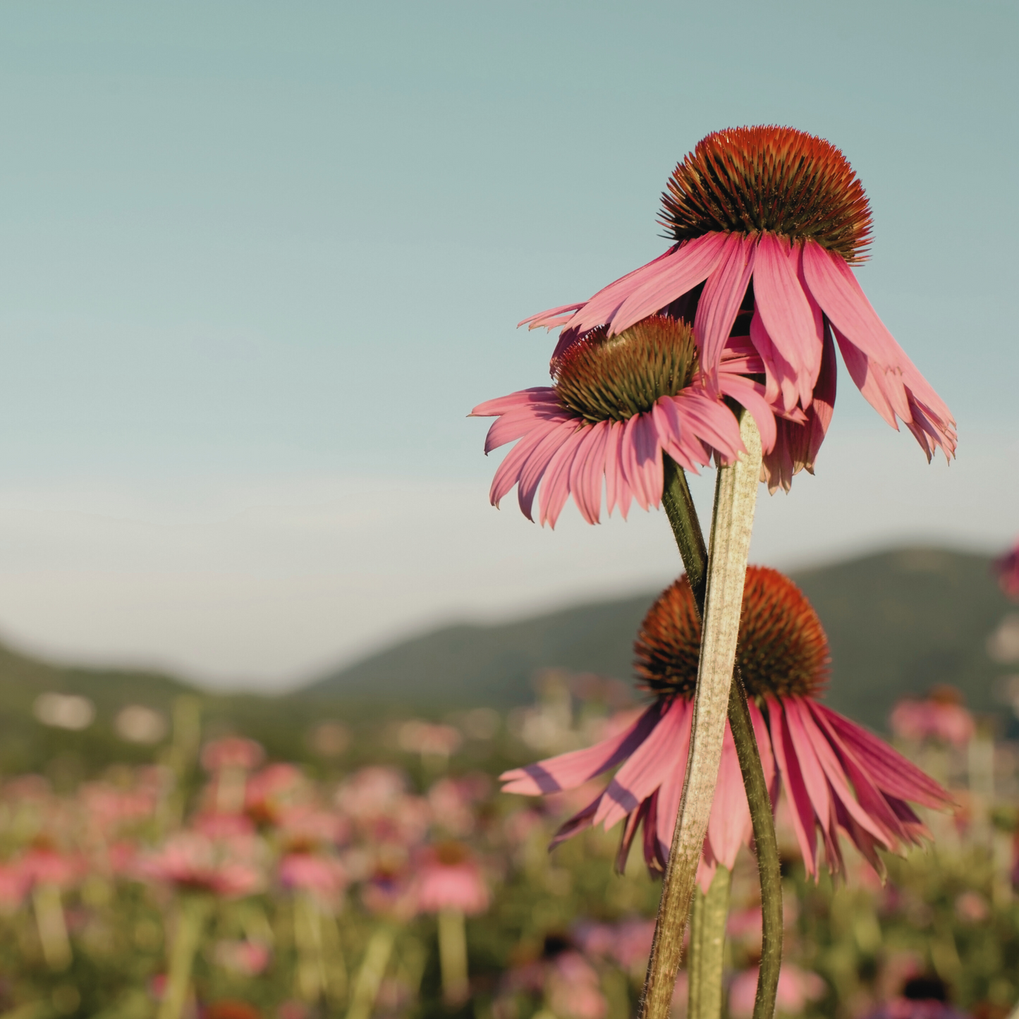 Echinacea 'Purple' Seed