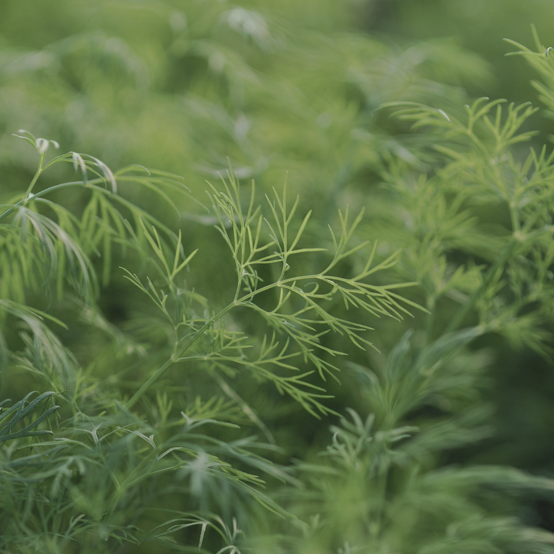 Dill 'Bouquet' Seed