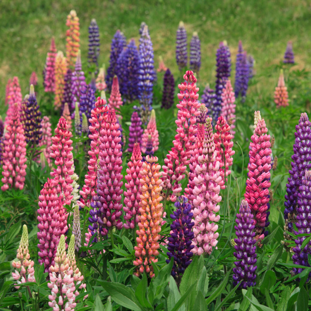 Russell Lupine 'Minarette Dwarf Mix'