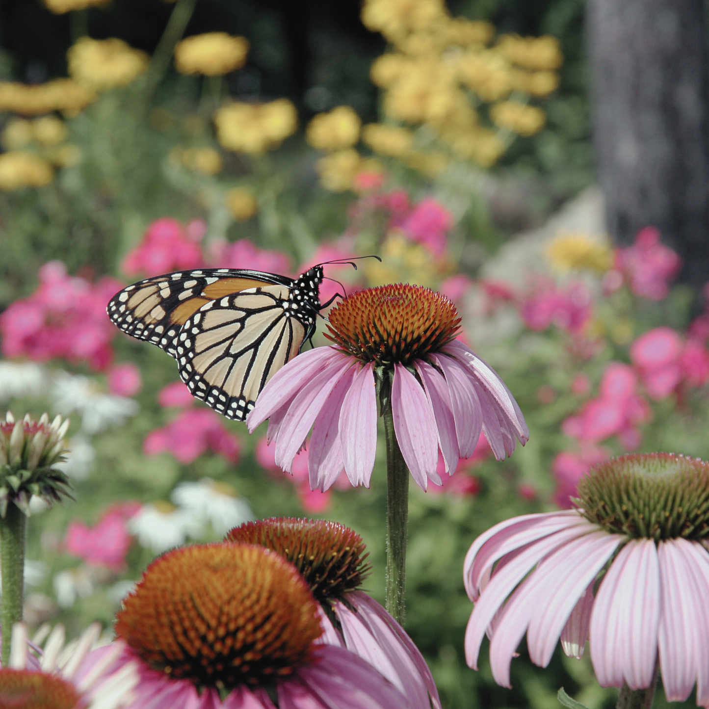 Echinacea 'Purple' Seed