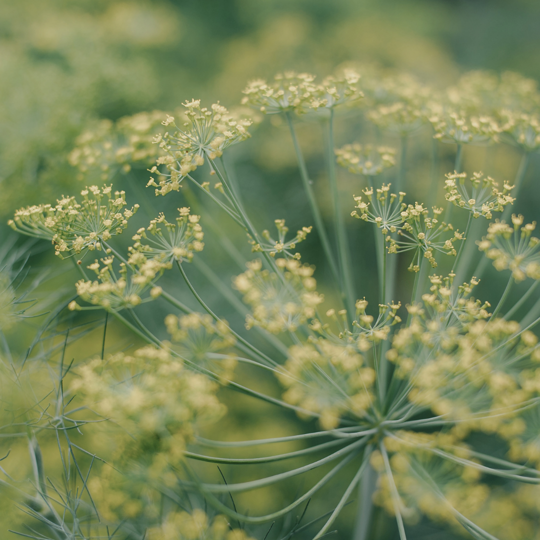 Dill 'Bouquet' Seed