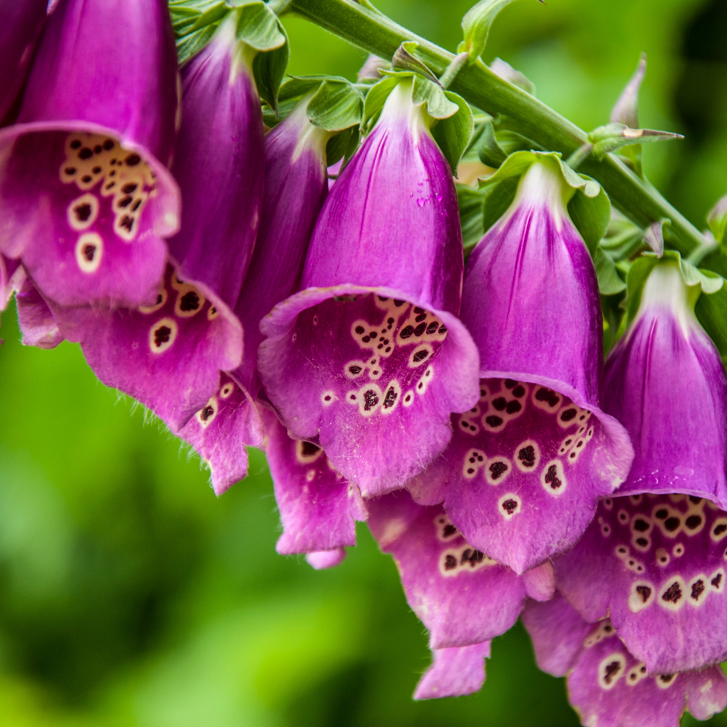 Foxglove 'Purple' Seed