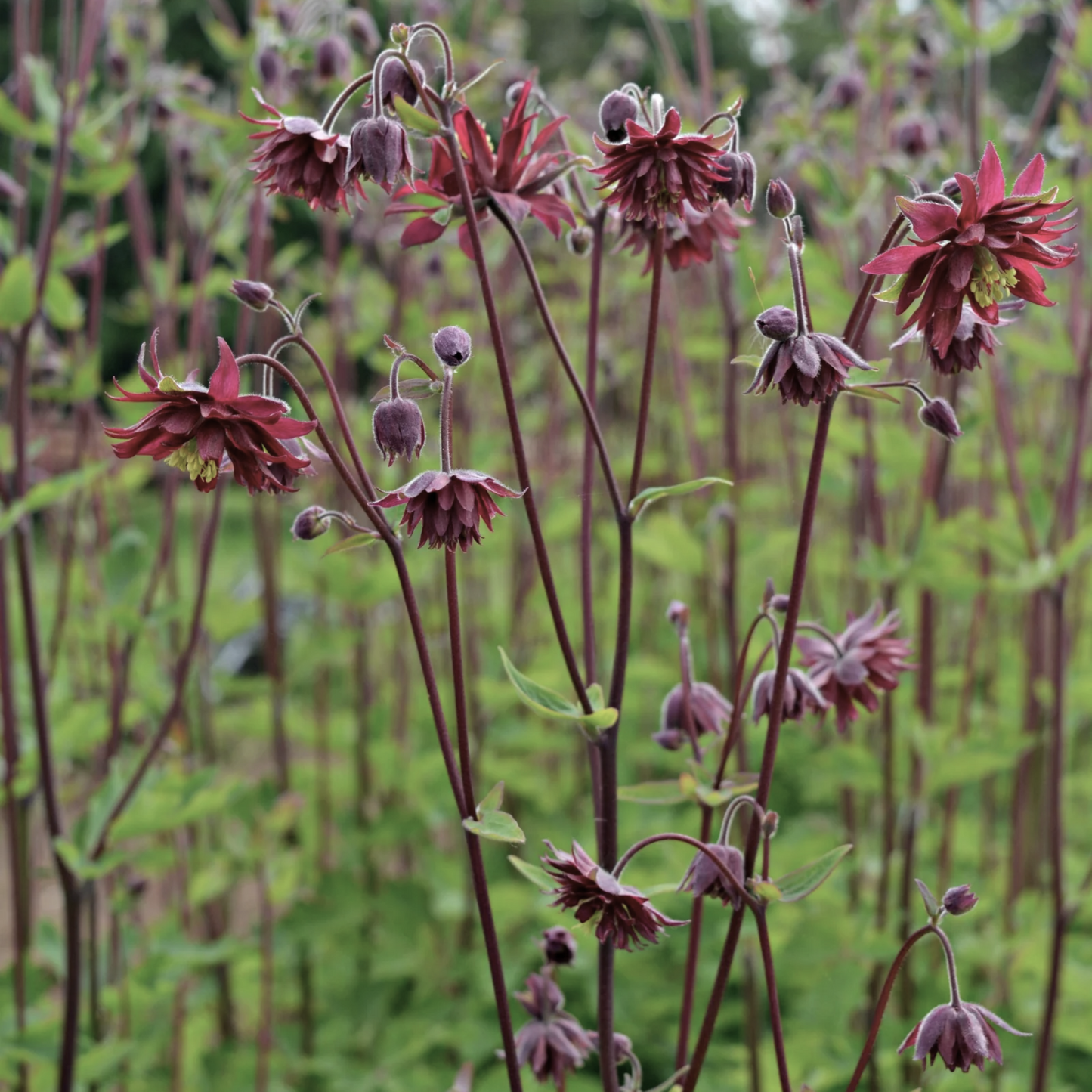 Columbine 'Barlow Mix' Seed