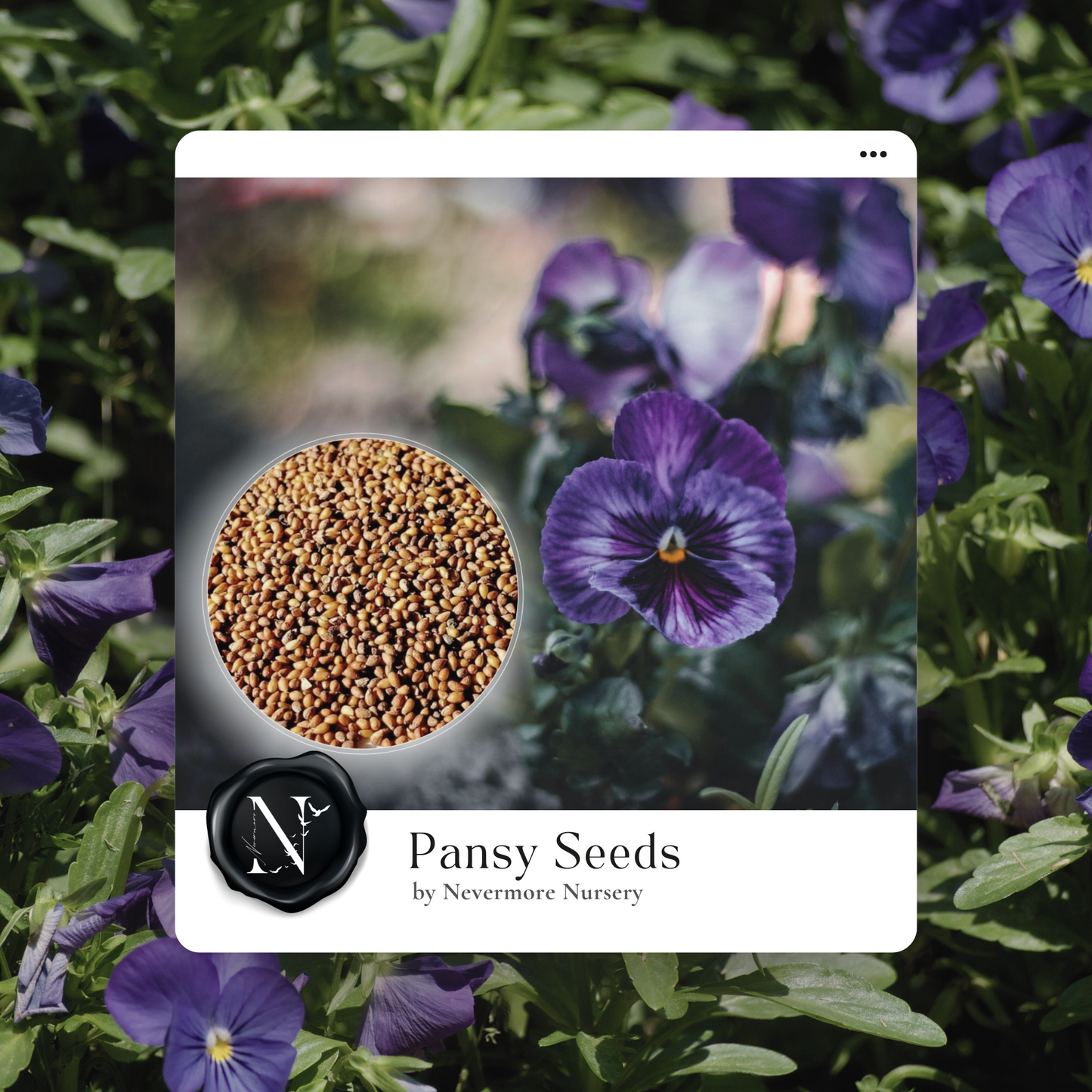 Pansy Seeds 'Swiss Giants Ullswater' Seed