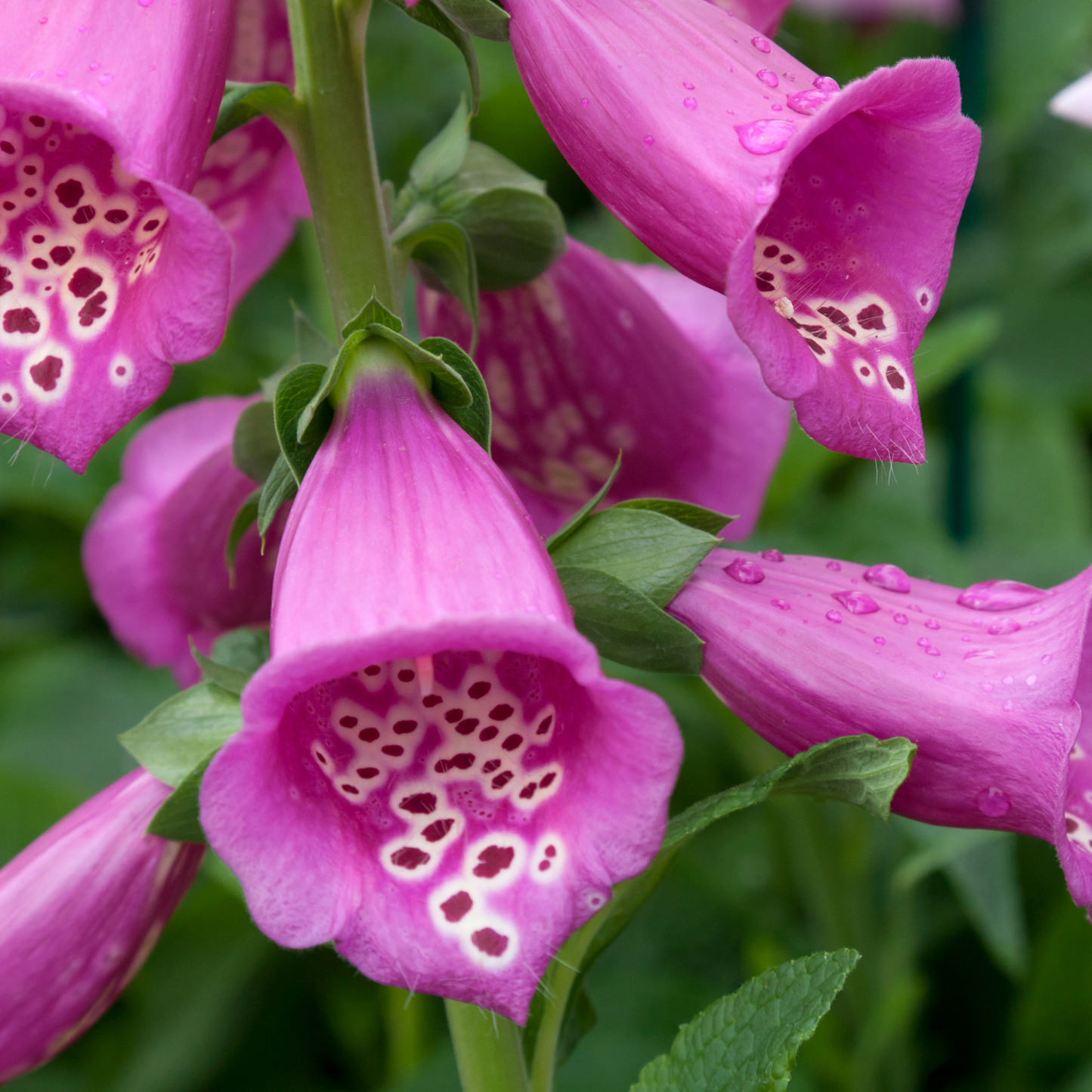 Foxglove 'Purple' Seed