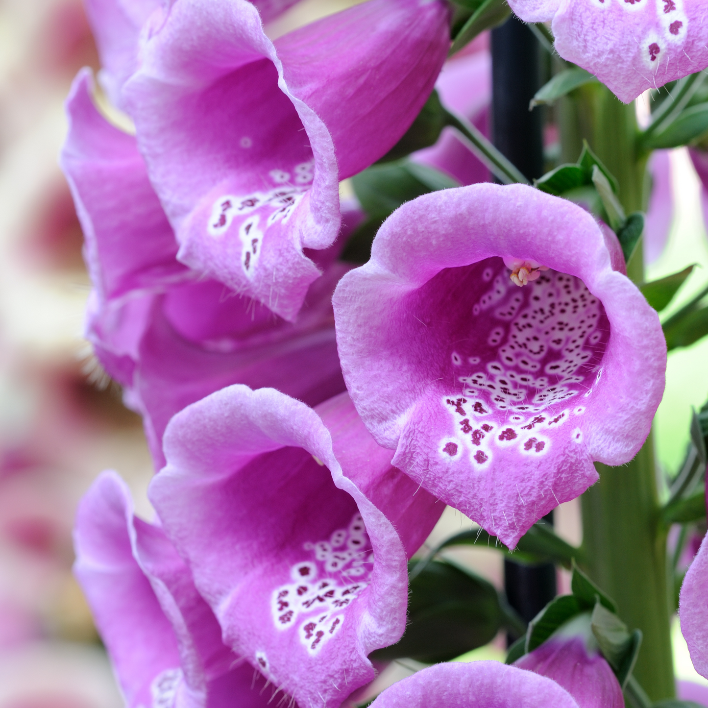 Foxglove 'Purple' Seed