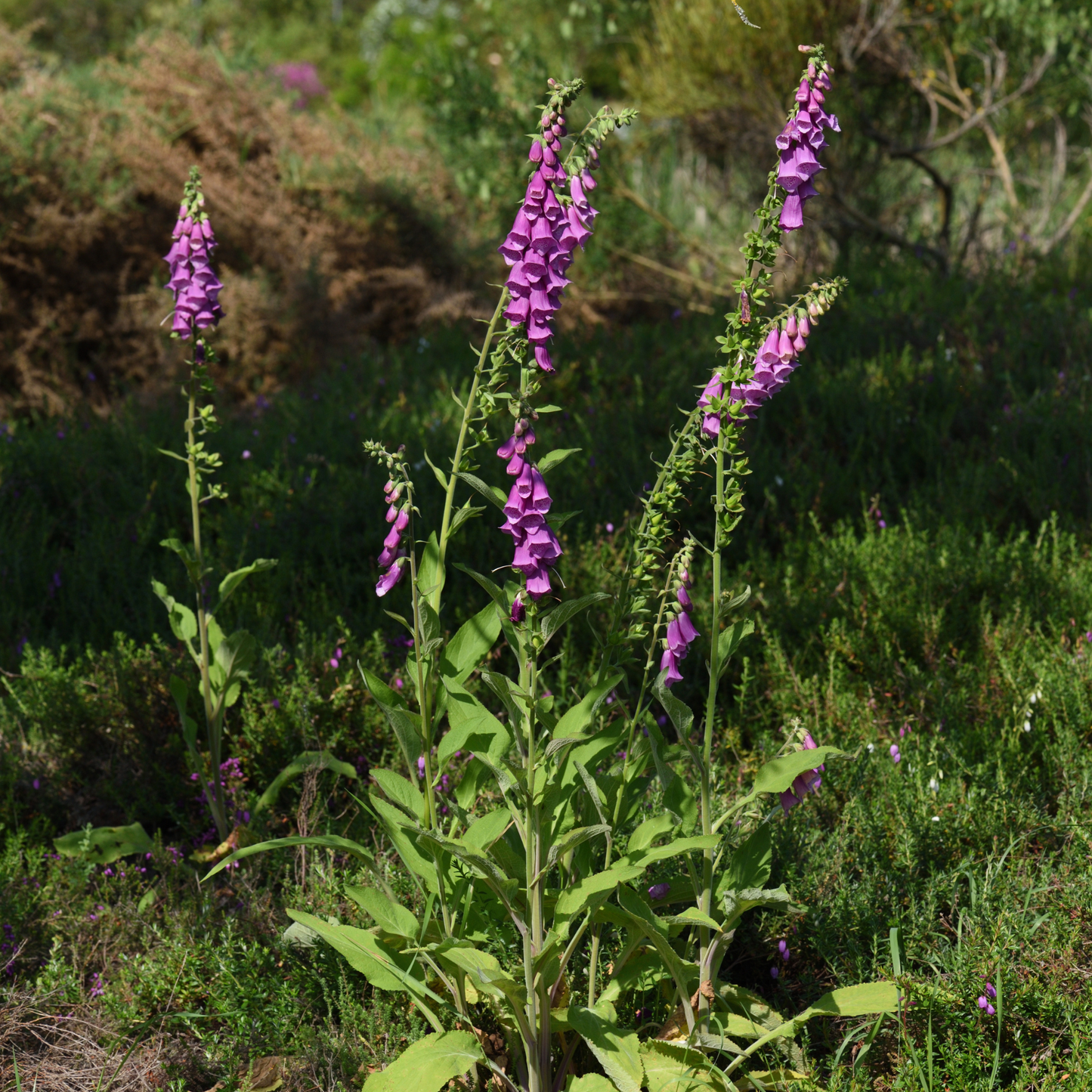 Foxglove 'Purple' Seed