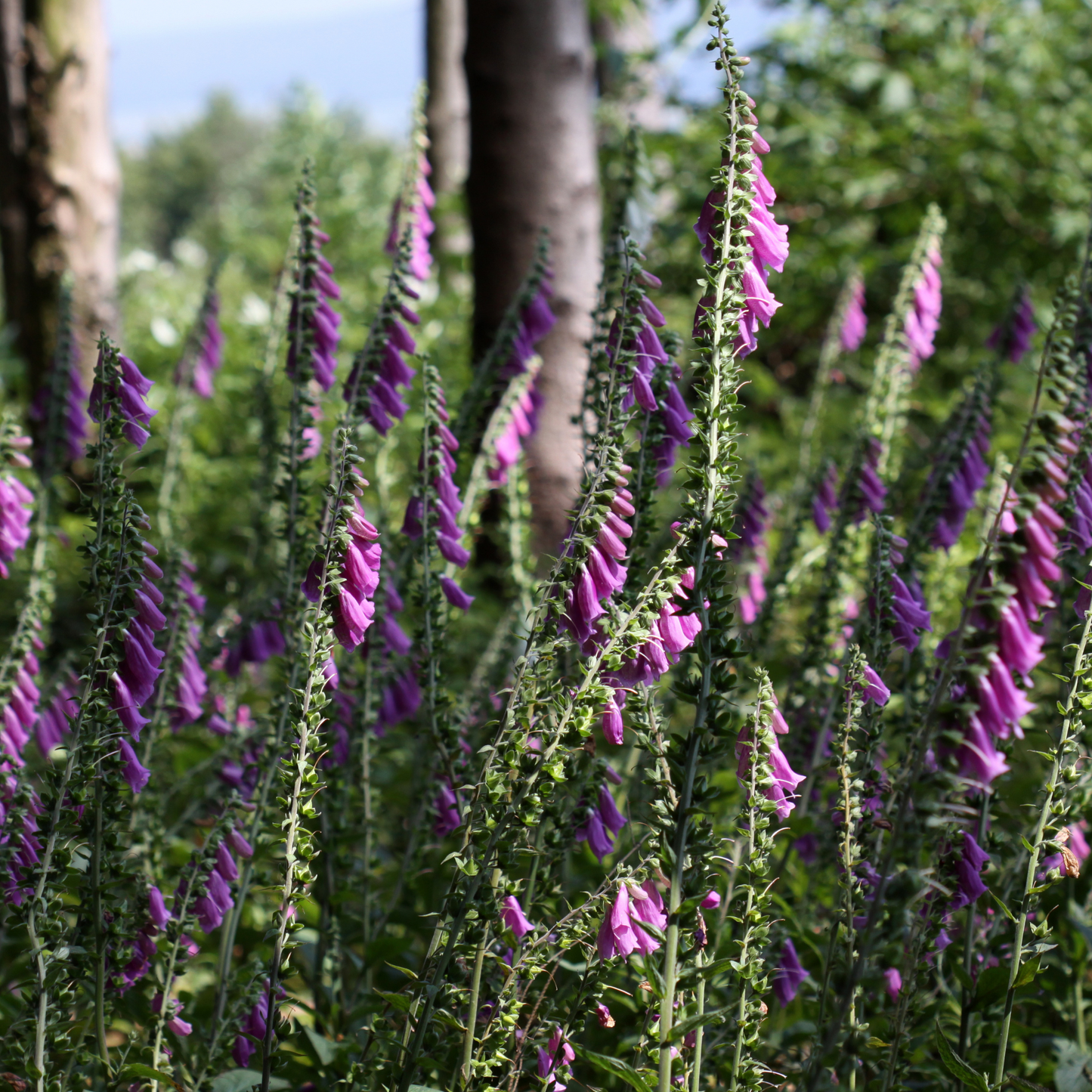 Foxglove 'Purple' Seed