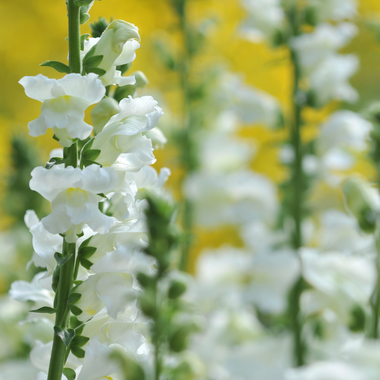 Snapdragon 'Snowflake' Seeds