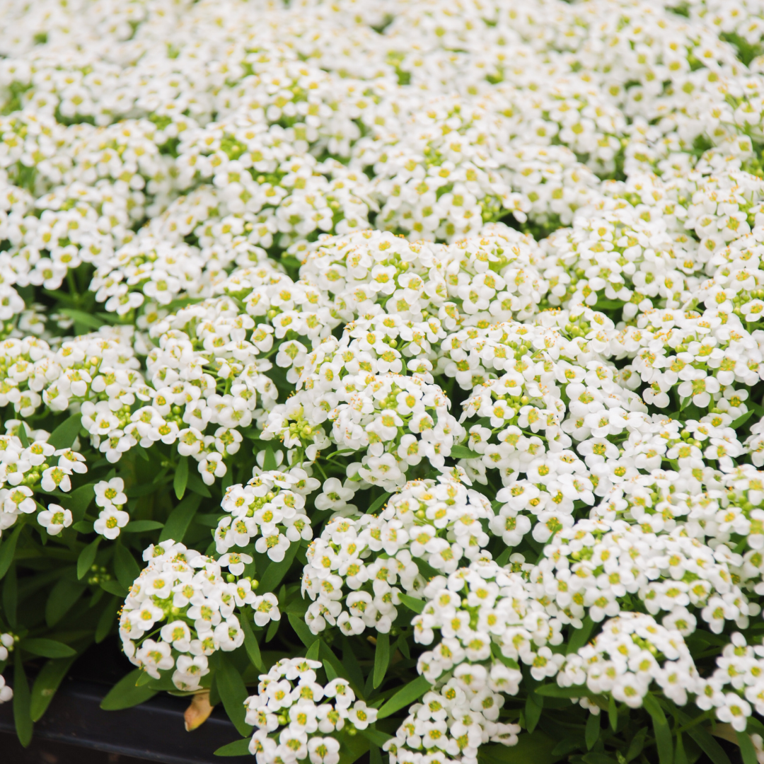Sweet Alyssum 'Carpet of Snow'