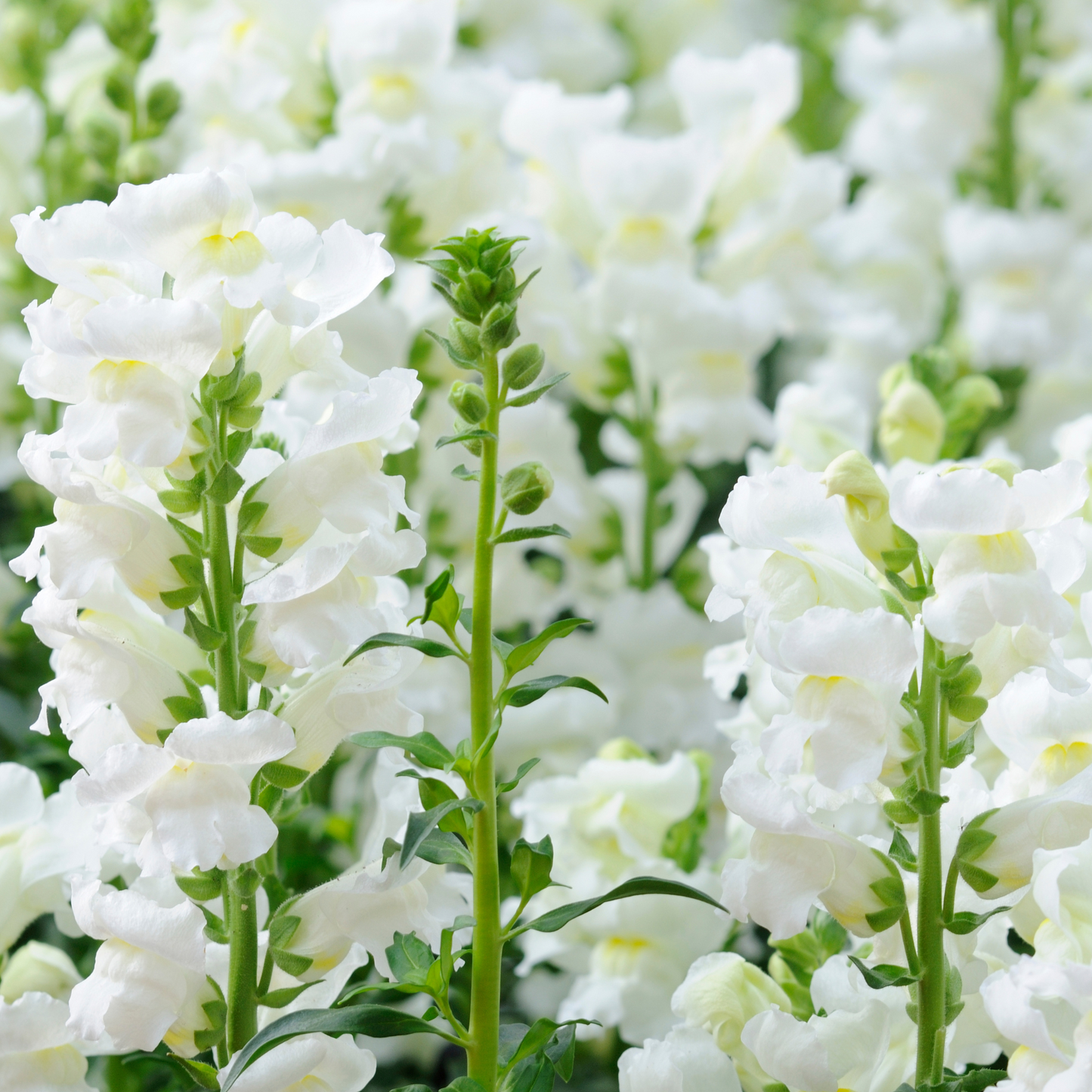 Snapdragon 'Snowflake' Seeds