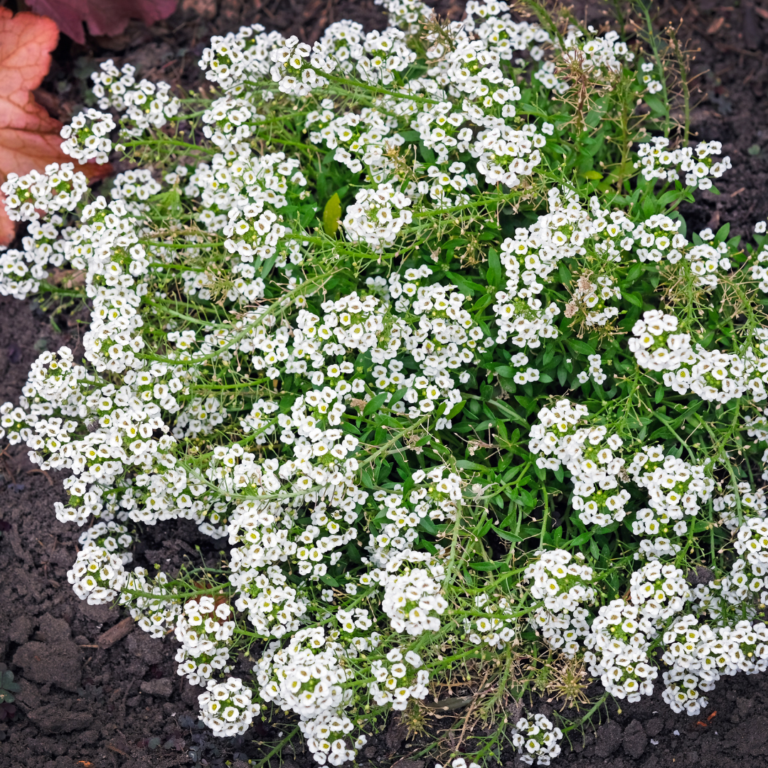 Sweet Alyssum 'Carpet of Snow'