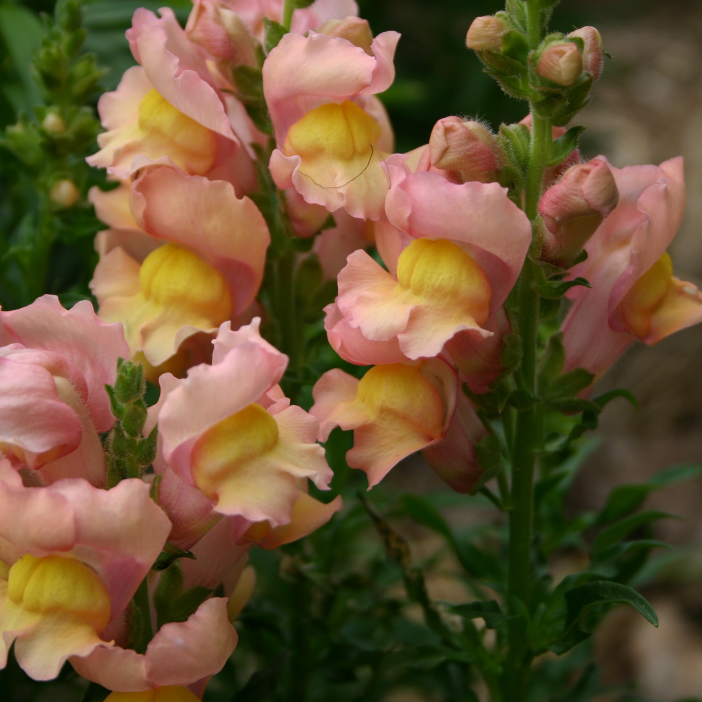 Snapdragon 'Appleblossom' Seeds