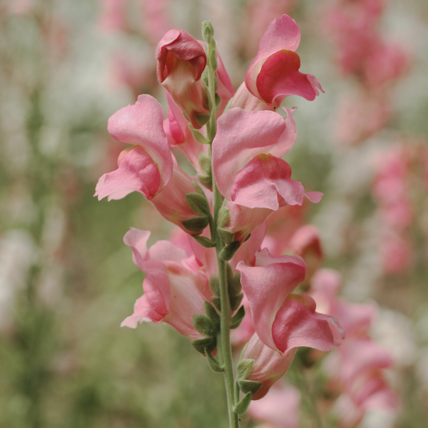 Snapdragon 'Appleblossom' Seeds