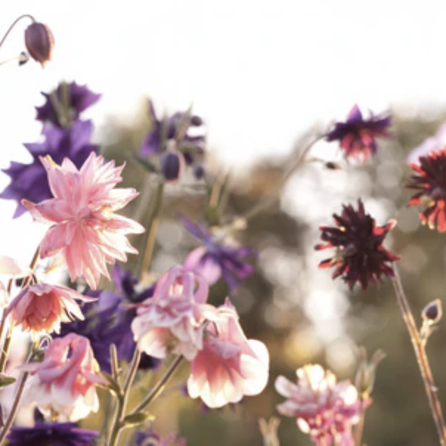 Columbine 'Barlow Mix' Seed