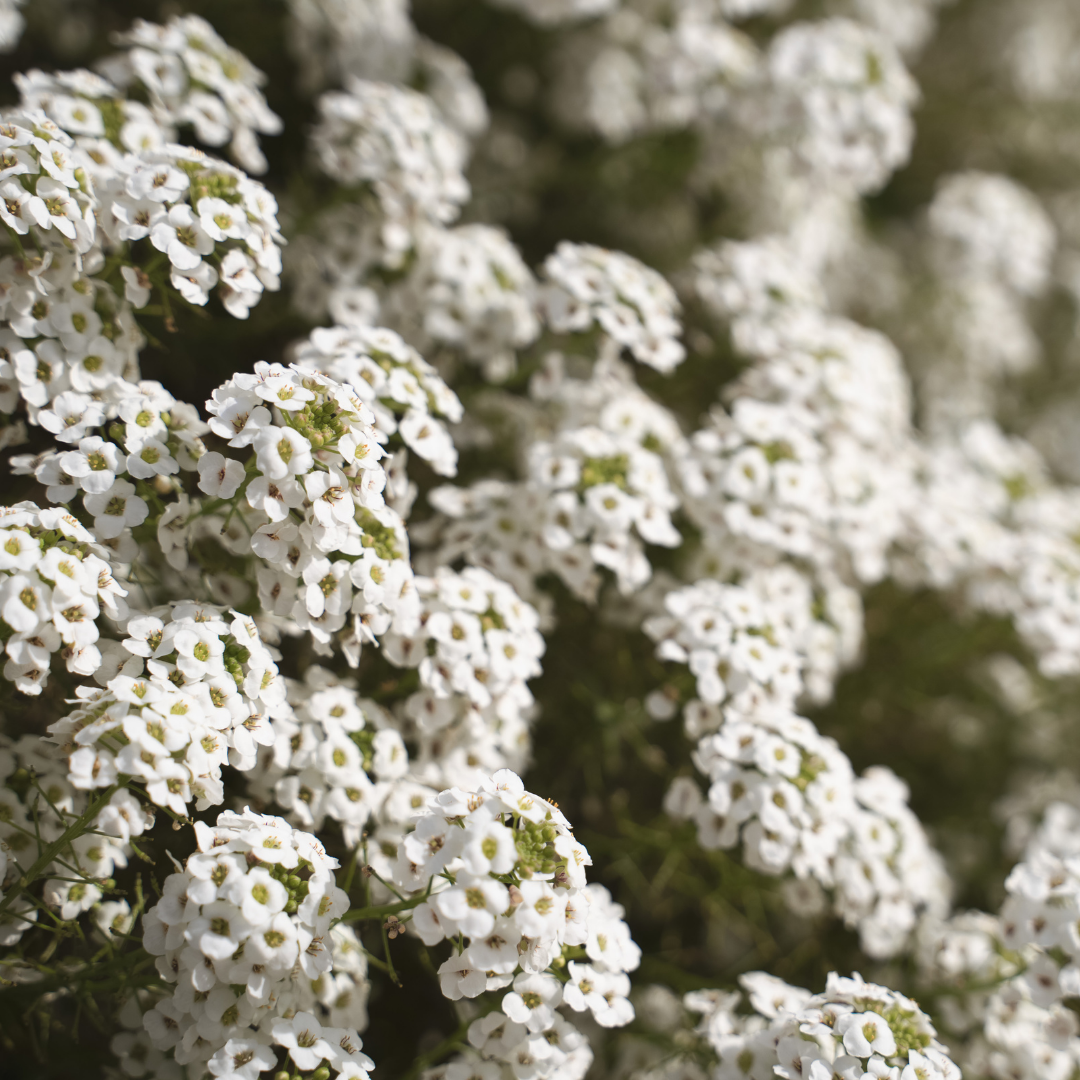 Sweet Alyssum 'Carpet of Snow'