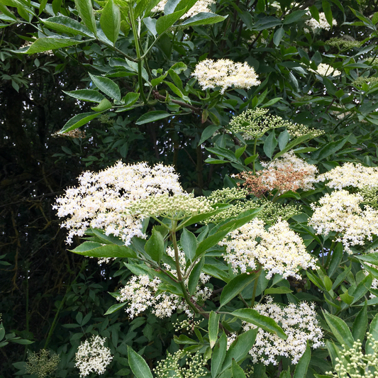 Elderberry 'American'