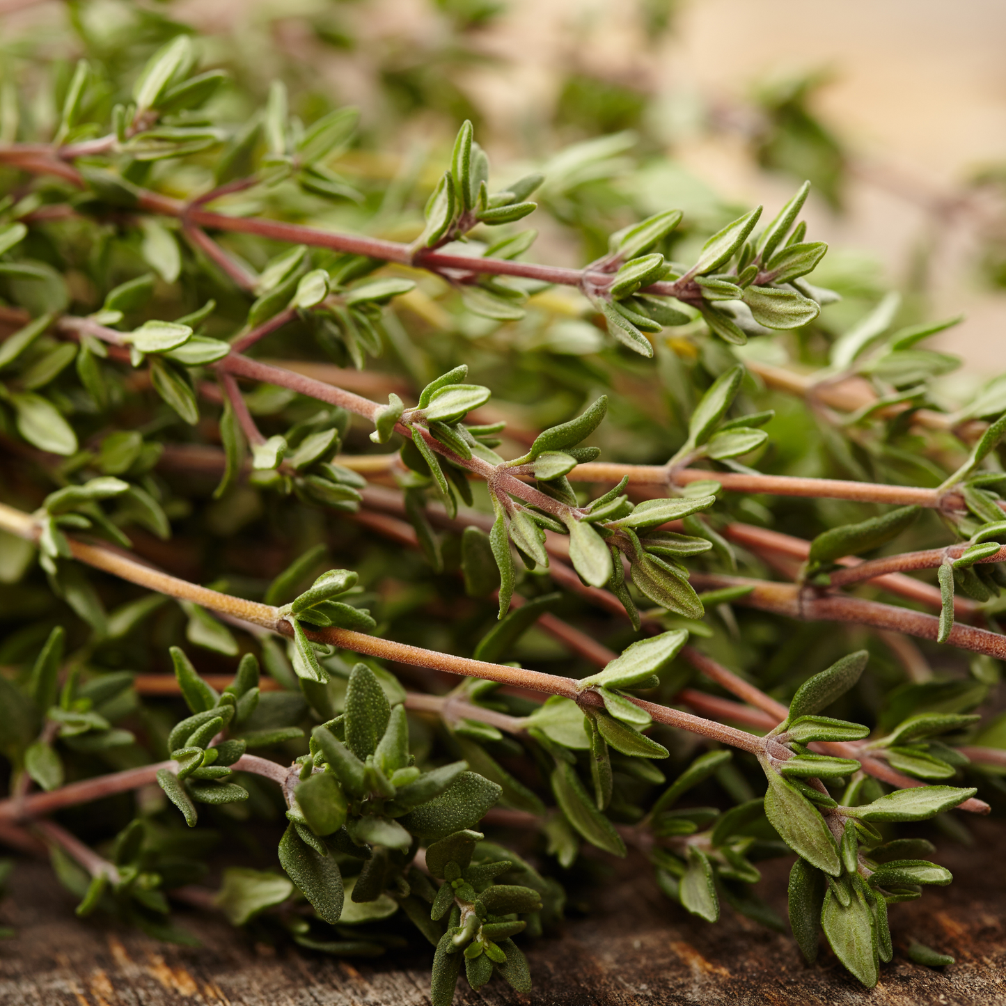 Thyme 'Common' Seed