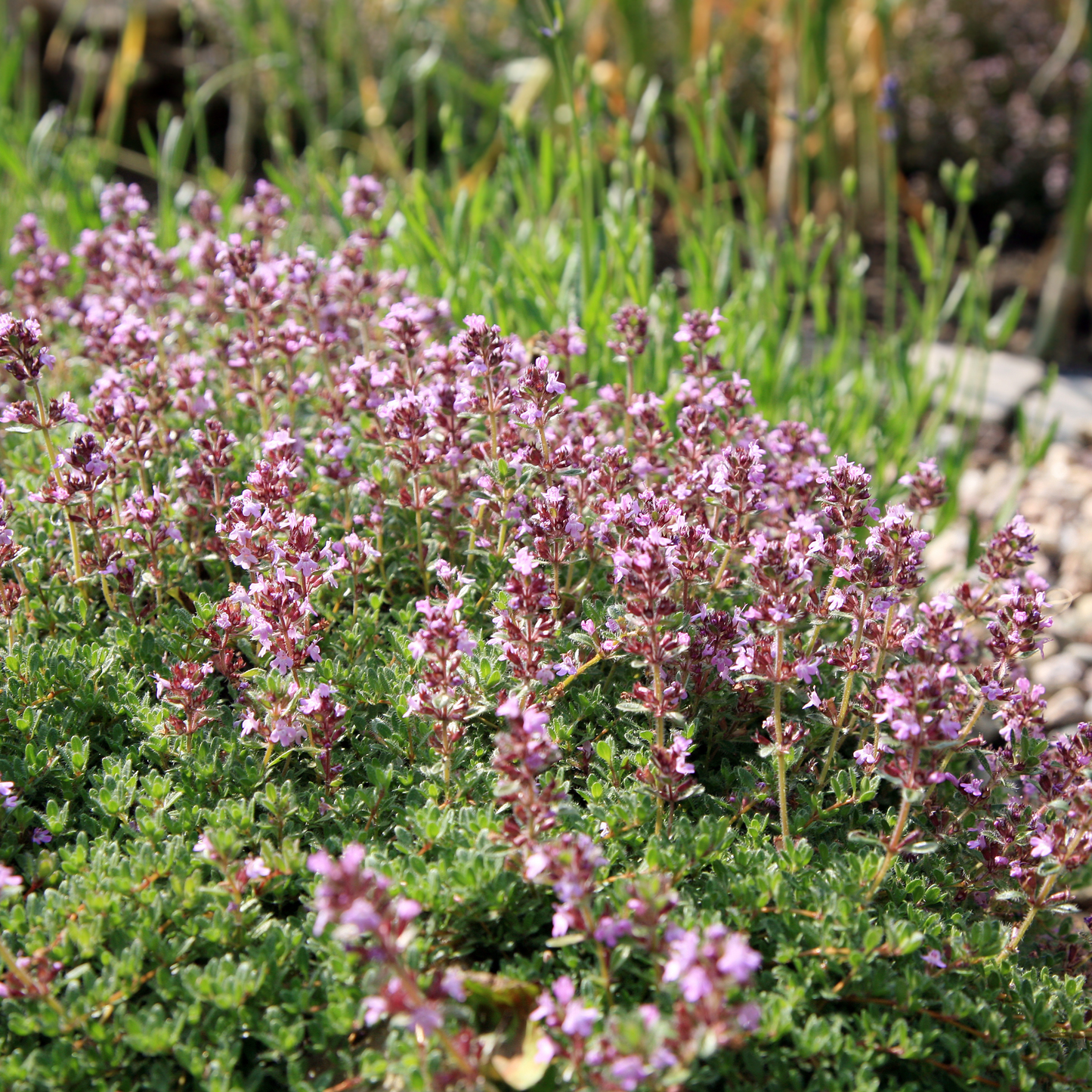 Thyme 'Common' Seed