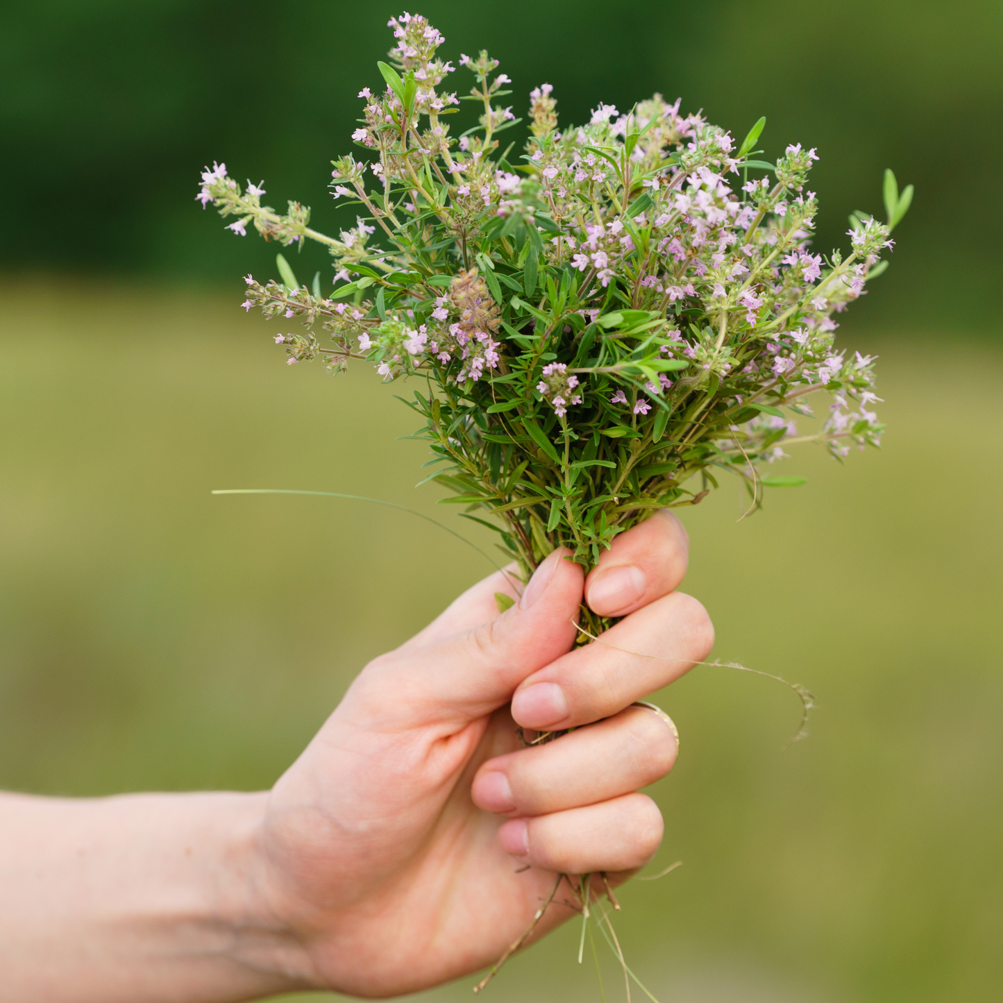 Thyme 'Common' Seed