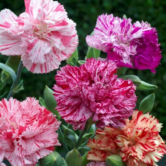 Carnation 'Picotee Mix'