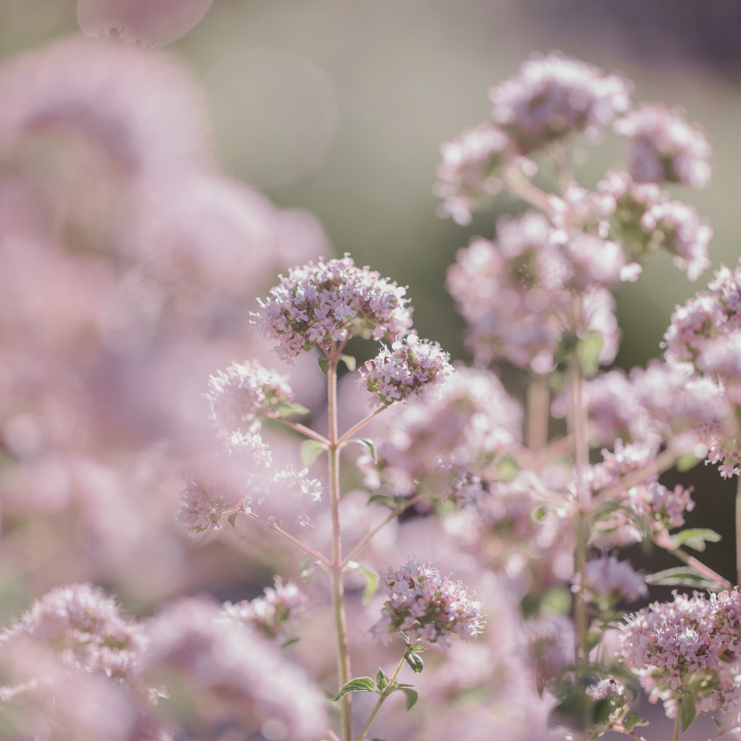 Oregano 'Greek' Seed