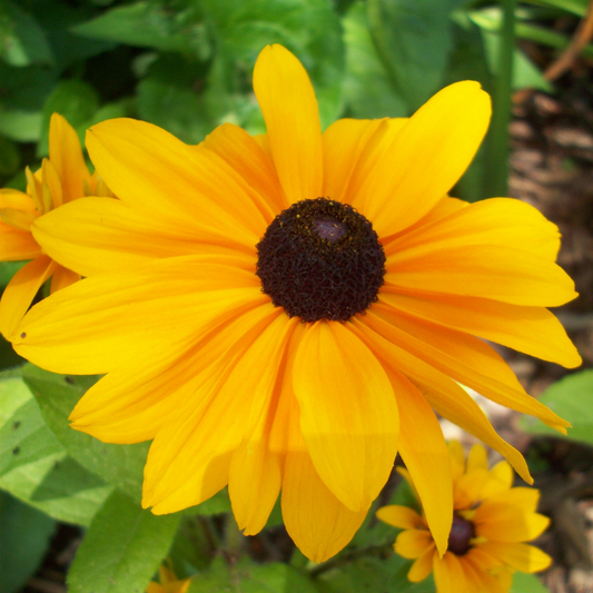 Black-Eyed Susan 'Double Golden Gloriosa'