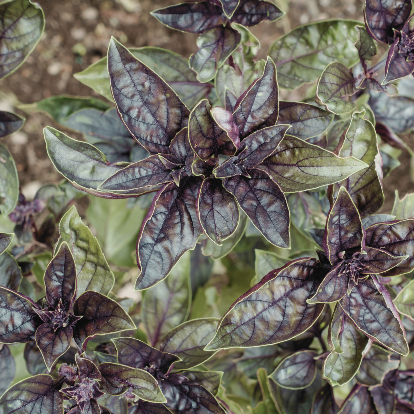 Persian Basil Dried Herb