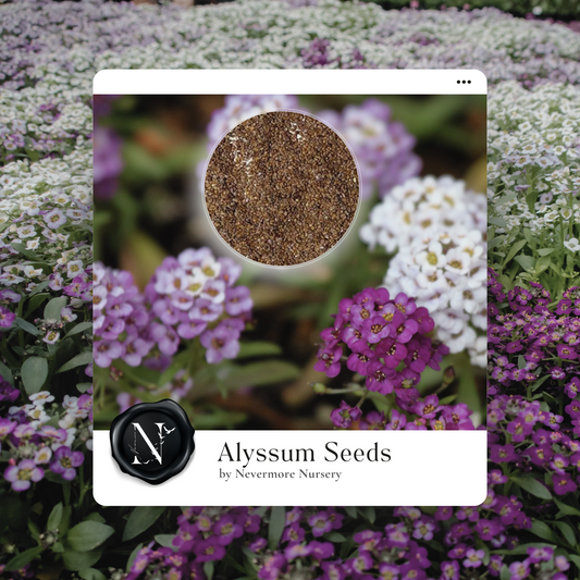 Alyssum 'Magic Circle Mix' Seed