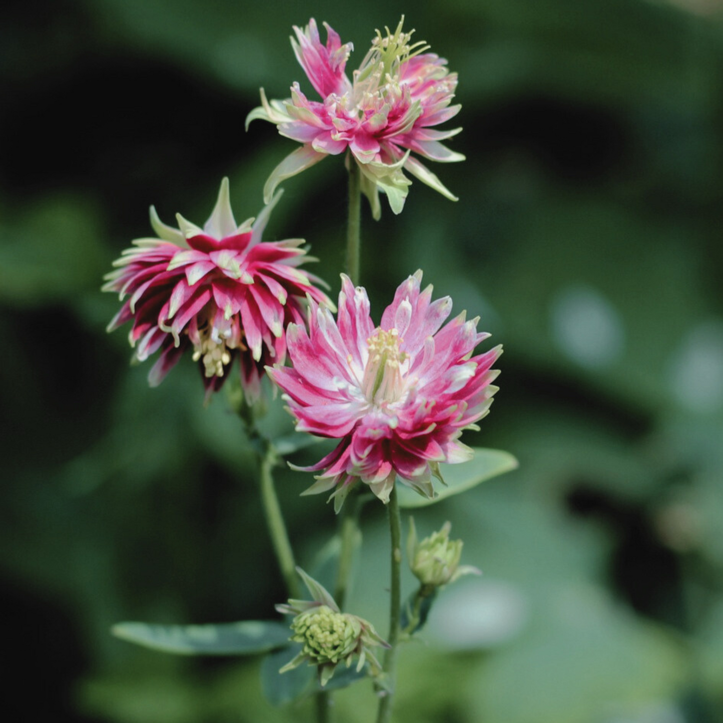 Columbine 'Barlow Mix' Seed