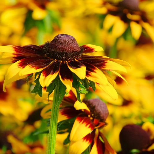 Black-Eyed Susan 'Gloriosa Daisy Mix'