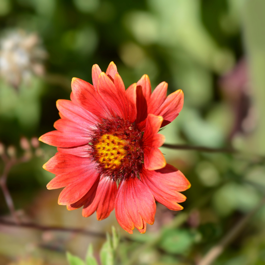 Blanket Flower 'Burgundy'